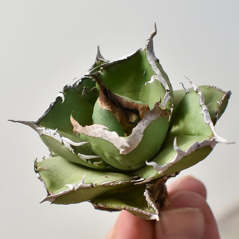 ［親株出品］アガベ　秋月 アガベ チタノタ 