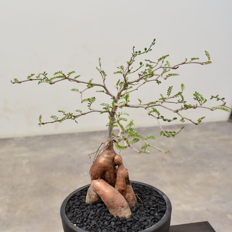 オペルクリカリア パキプス （実生）RF231526(T) | RAFLUM