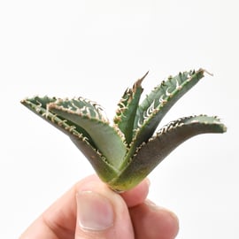 11/14(木)20:00】大注目！台湾ゴジラのOC株を販売！さらに麻花龍のお  