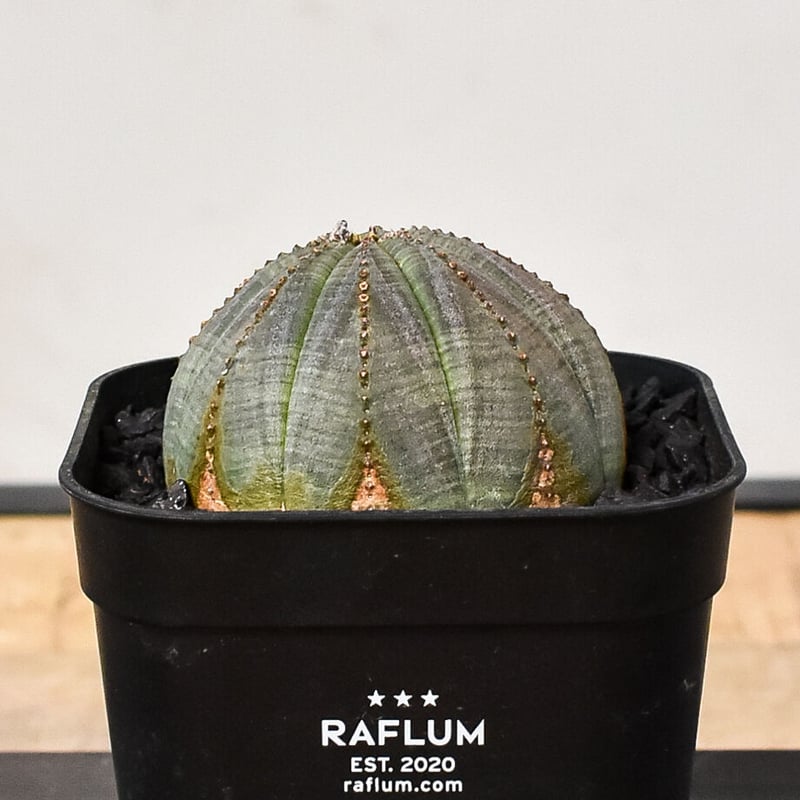 ユーフォルビア オベサ /オールド オベサ （発根済み）RF230387(T