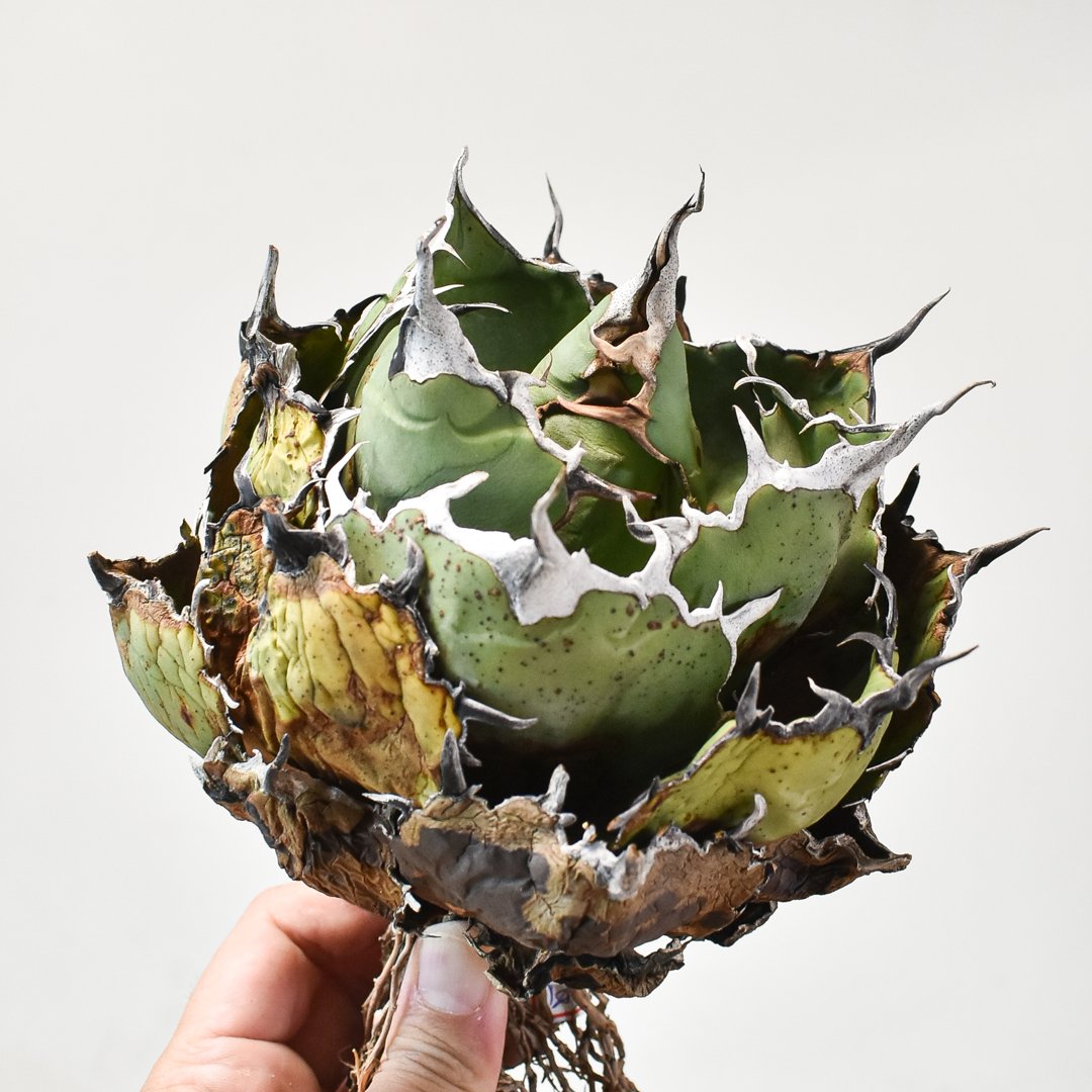 アガベ チタノタ “白鯨” 【台湾 Berlin産/抜き苗販売/大株】B