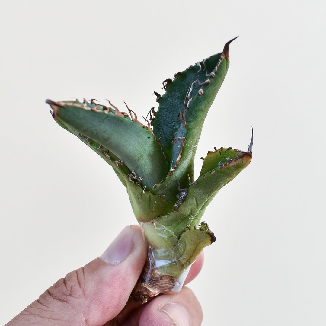 アガベ スノーデビル 変異斑 レア パリー チタノタ 多肉植物 アガベ