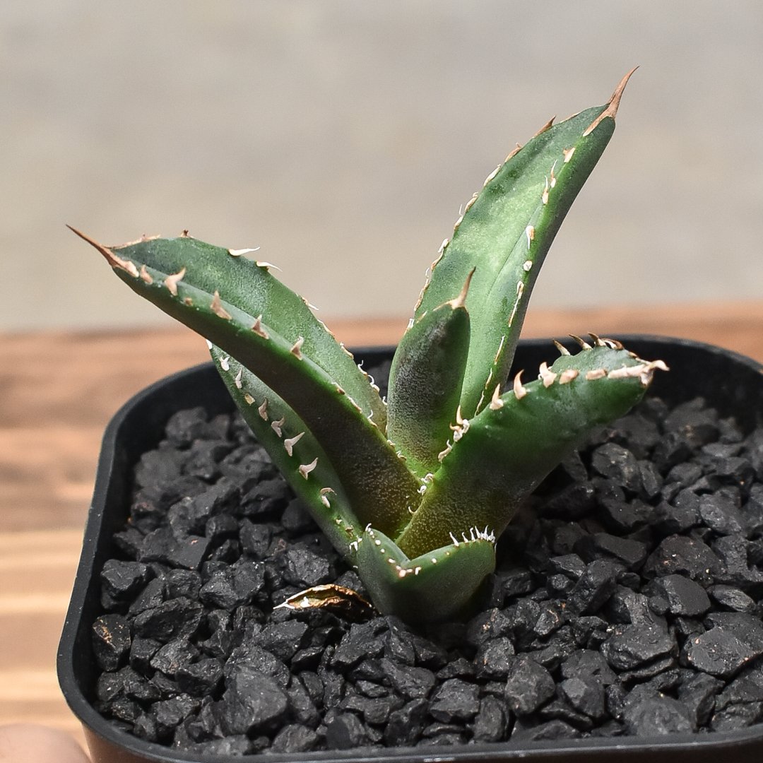 アガベ チタノタ ホワイトファイヤー 