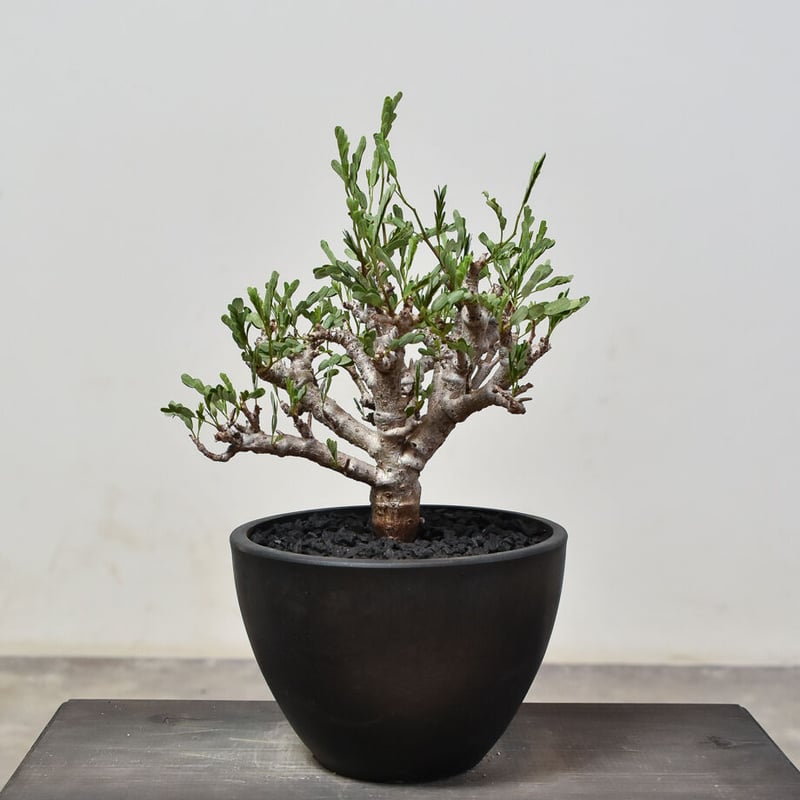 サイザラーナ 斑入り 白中斑 - 植物/観葉植物