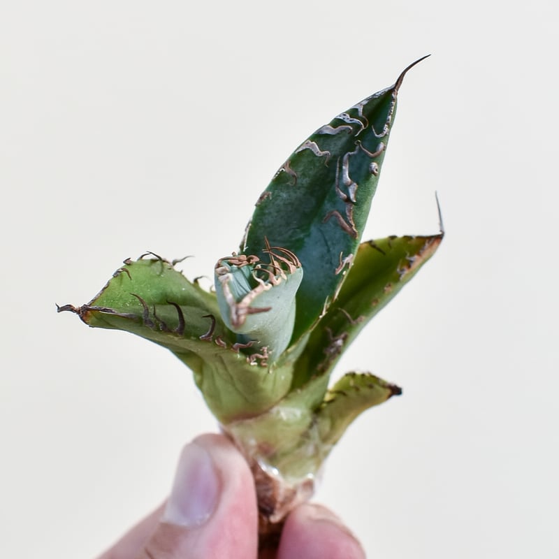 アガベ　チタノタ　白悪魔　Solo agave産 アガベ チタノタ 白悪魔】 悪魔くん2号。 台湾solo産 6ドアーズさん