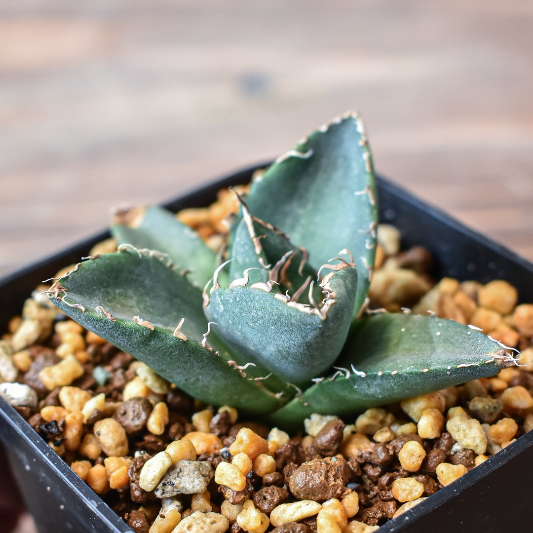 アガベ チタノタ 