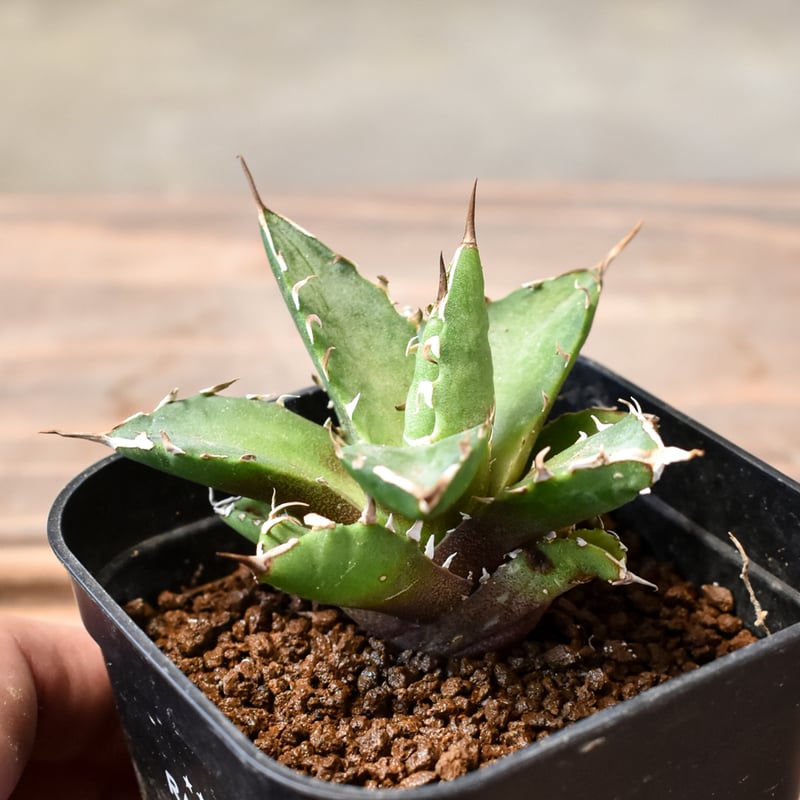 アガベ チタノタ 