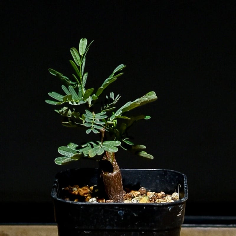 センナ メリディオナリス （実生株）RF22765 | RAFLUM / ラフラム