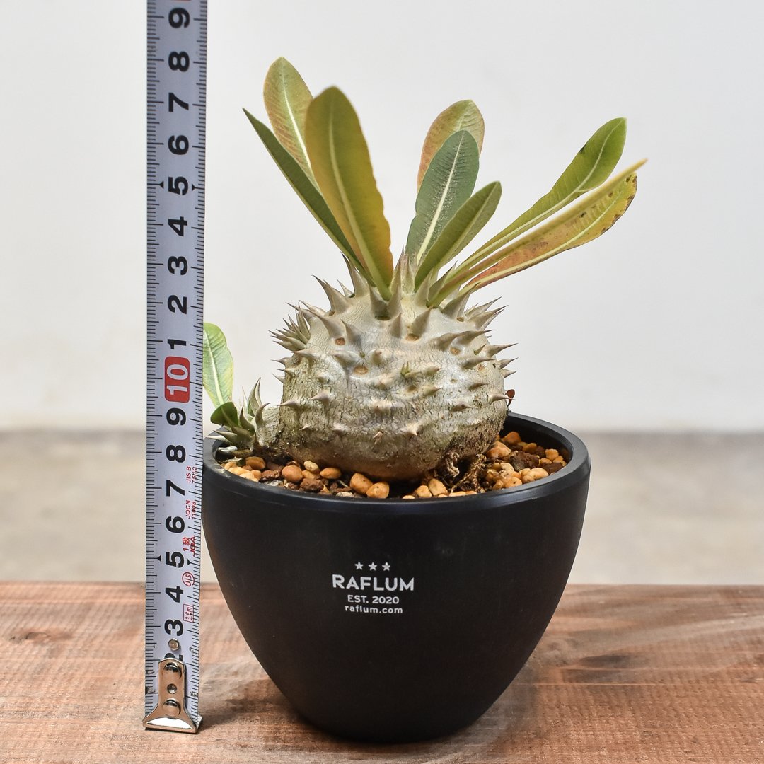 パキポディウム・デンシカウレ 