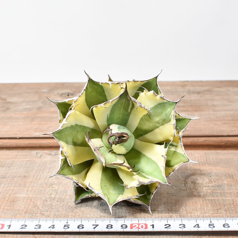 台湾産 スナグルトゥース Agave アガベ アガベ チタノタ スナグルトゥース 