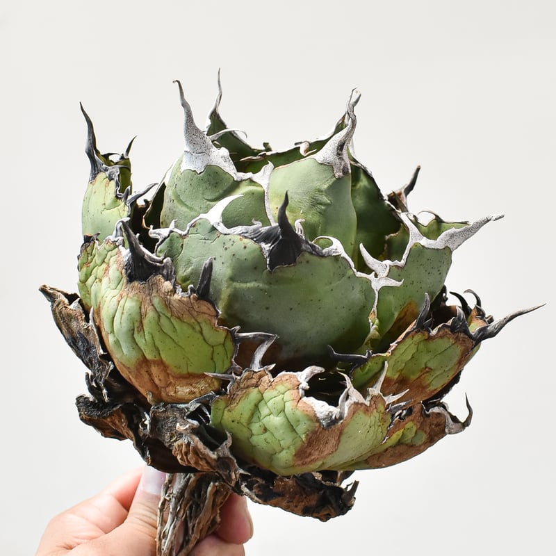 アガベ チタノタ “白鯨” 【台湾 Berlin産/抜き苗販売/大株】B