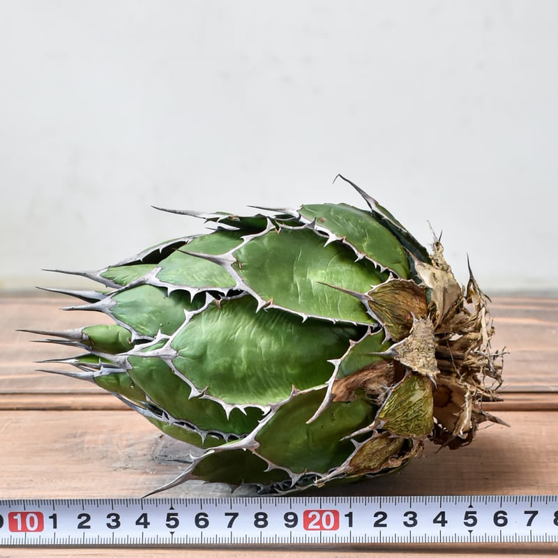 アガベ ホリダ　実生選抜 アガベ ホリダ 実生選抜 特選 強棘 多肉 観葉植物 サボテン チタノタ