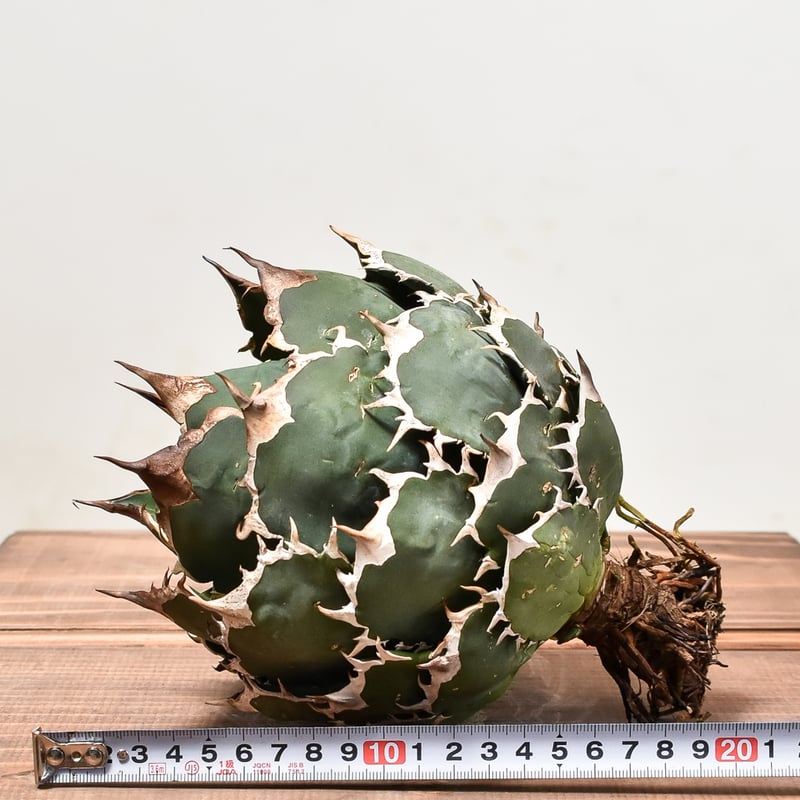 アガベ チタノタ オテロイ 