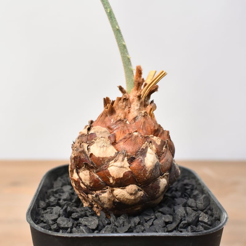 サイカス　カイルンシアナM1 サイカス カイルンシアナ 【実生】RF25011360 | RAFLUM / ラフラム