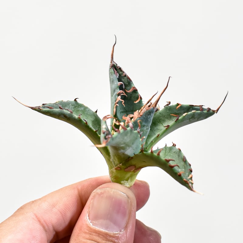 ユタエンシス エボリスピナ×ブラックアンドブルー【カリフォルニア産