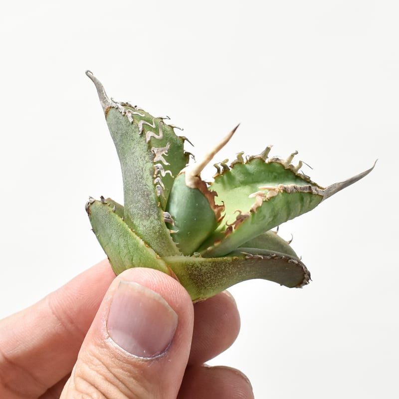 Agave titanota 日冕(コロナ)大 台湾ゴジラ アガベ チタノタ Agave titanota 日冕(コロナ)大 台湾ゴジラ アガベ チタノタ - メルカリ