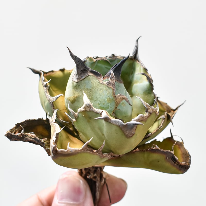 アガベ チタノタ ブラックアンドブルー / BB 藍球 【台湾 dragon agave