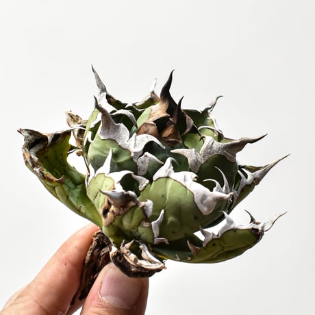 アガベチタノタ姫厳龍 | STORES