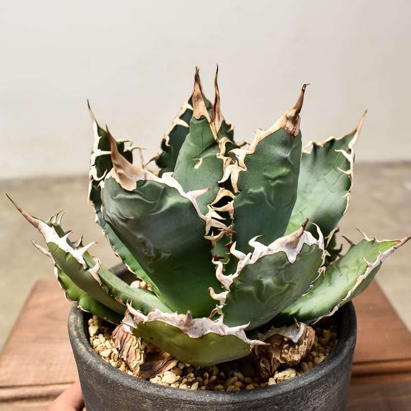 アガベ チタノタ オテロイ 