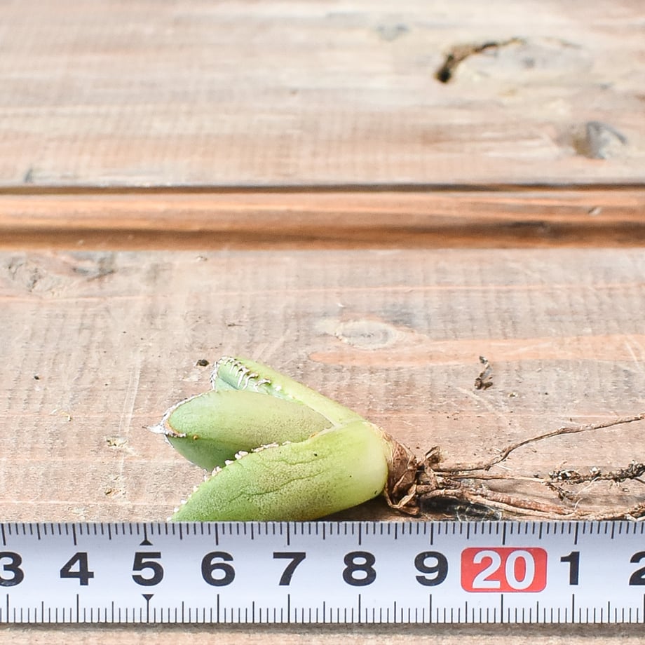 66fd0206d91711014f240493