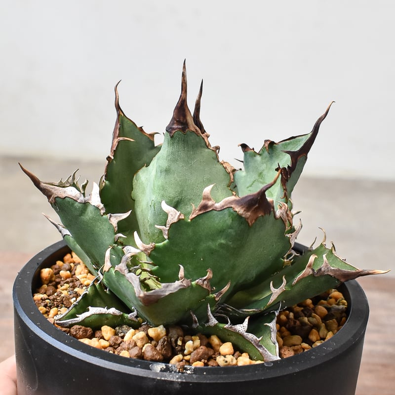 アガベ チタノタ 獵豹/チーター(子株付き) Berlin産 アガベ チタノタ チーター 