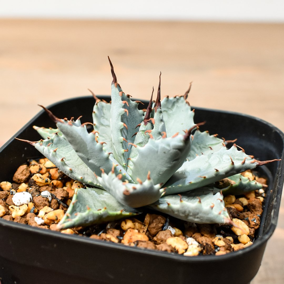 アガベ ハイブリット 日系イシスメンシス×象牙妖炎（陽炎エボリ