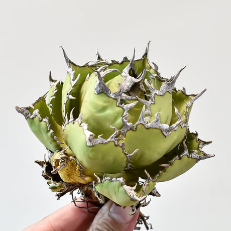 CATEGORY チタノタ フィリグリー | RAFLUM / ラフラム｜東京、大阪の