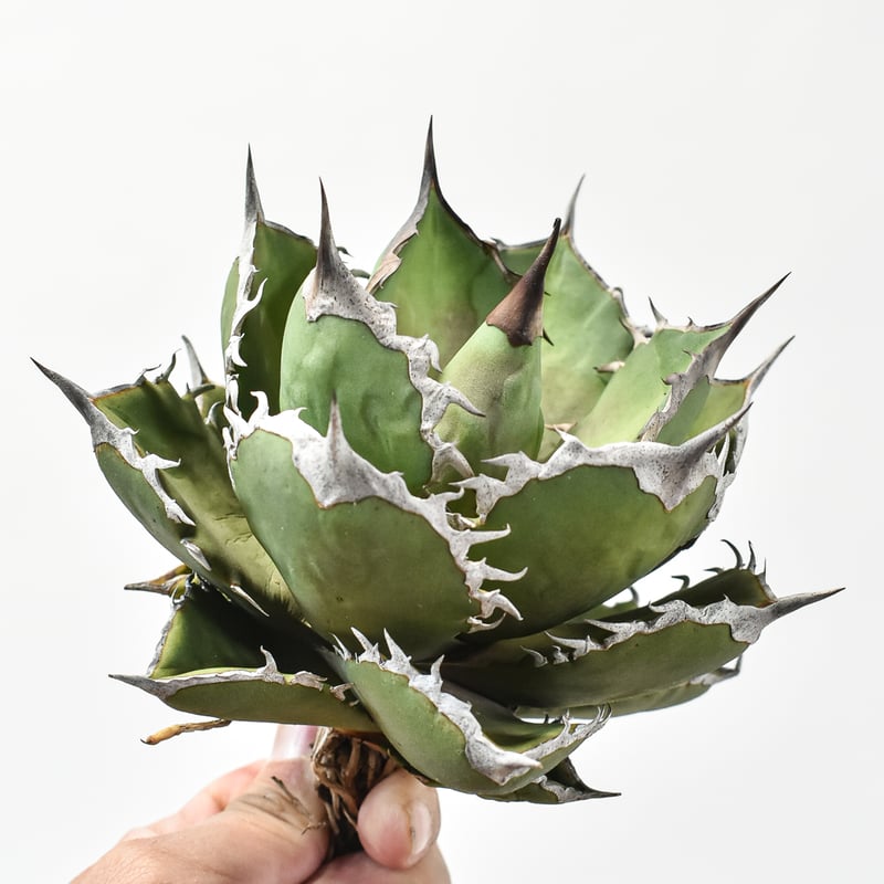 アガベ チタノタ シャークソード 