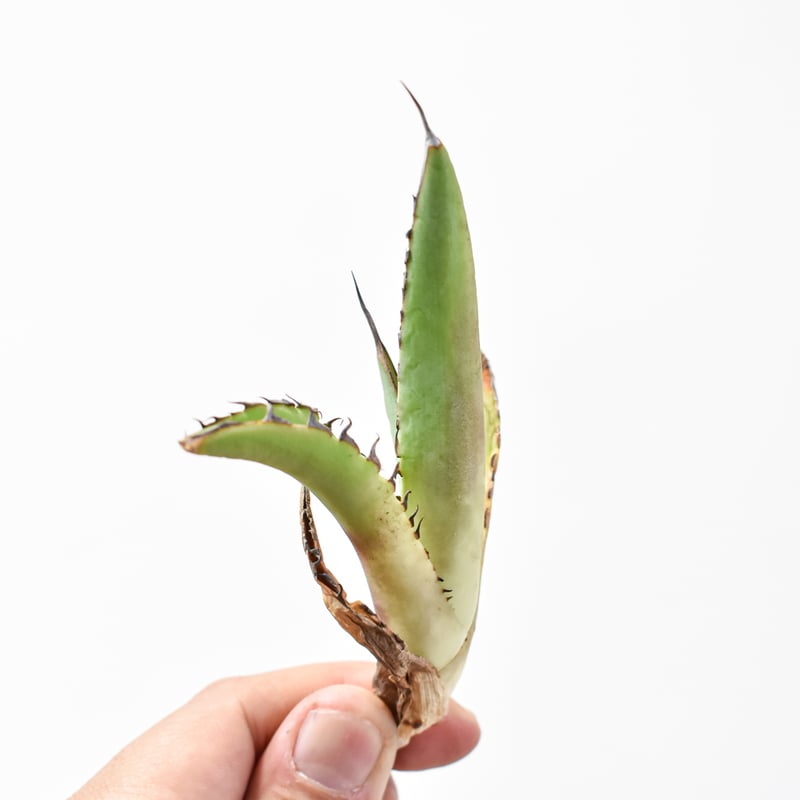 国内初リリース】アガベ チタノタ 