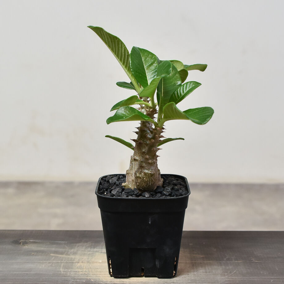 パキポディウム ウィンゾリー （実生）RF231540 | RAFLUM / ラフラム