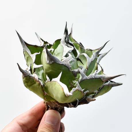 アガベチタノタハデス | STORES