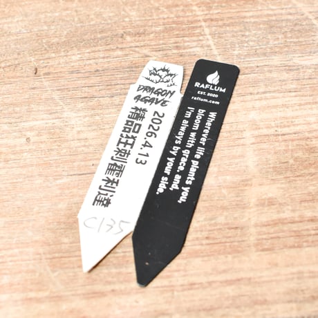 アガベ 精品ホリダ "精品狂刺霍利達"【台湾 dragon agave産/中株/抜き苗】C135