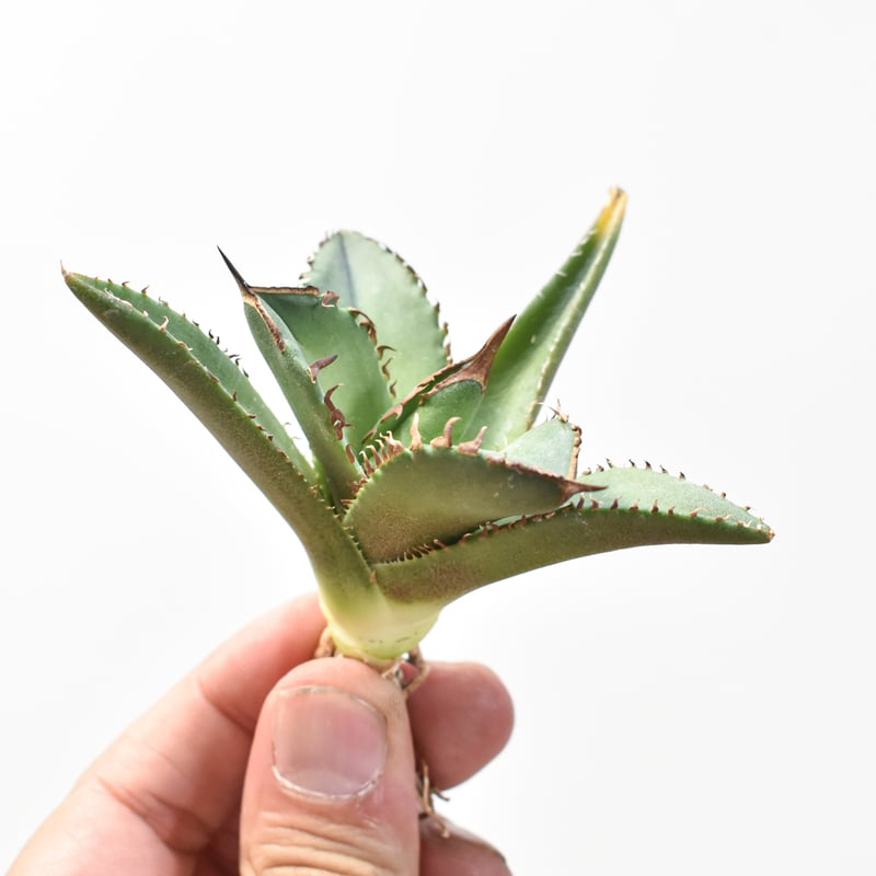 Dennis040 キングアーサー同血統　子株　① アガベ チタノタ DENNIS040 