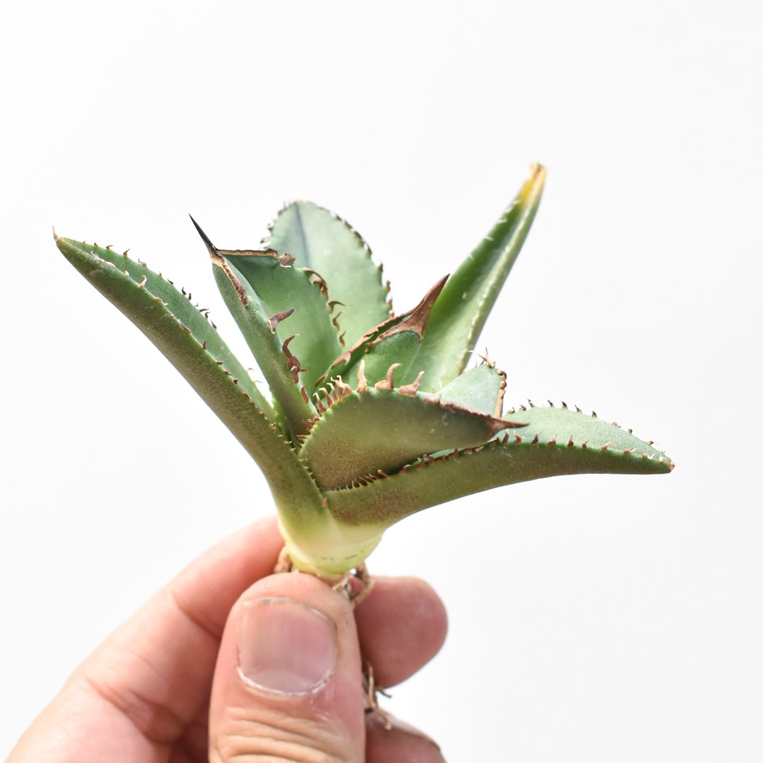 アガベ チタノタ DENNIS040 