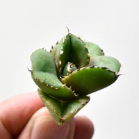 RAFLUMコレクション】アデニア ペチュエリー【現地球/発根済