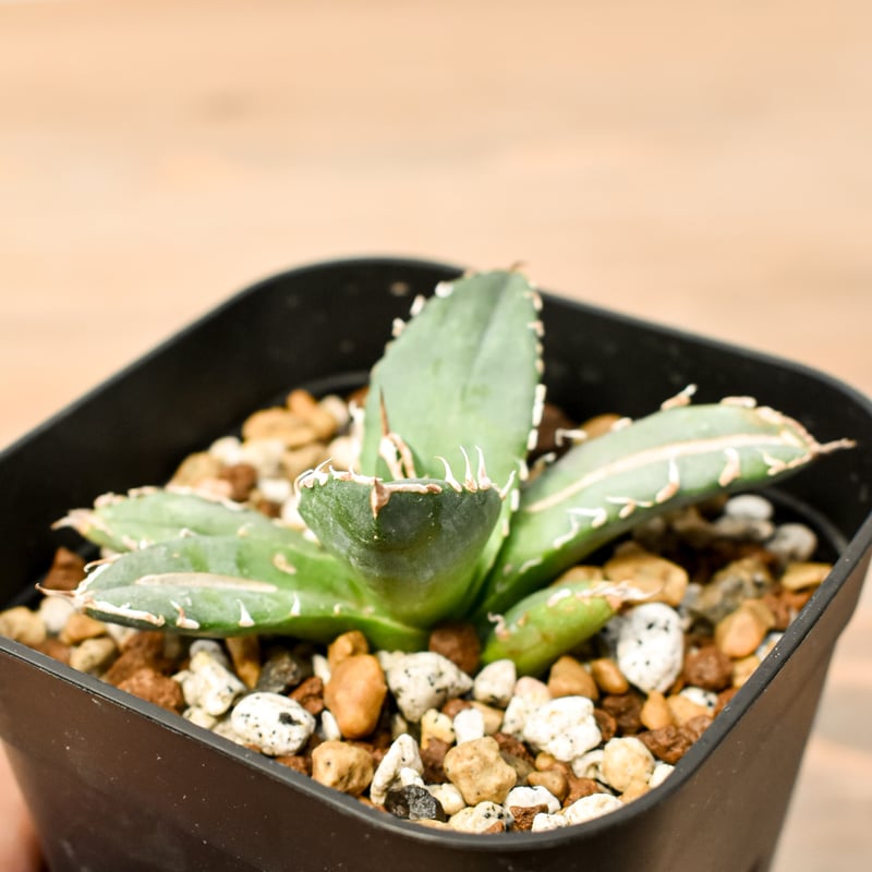 アガベ チタノタ 