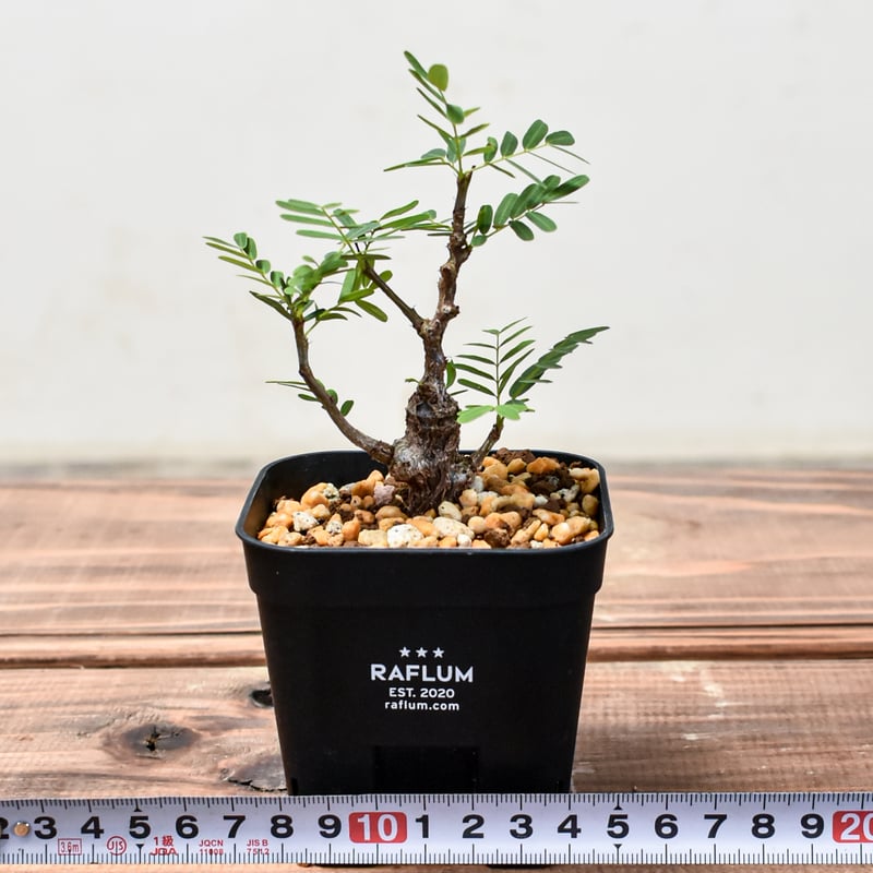 センナ　メリディオナリス　発根済み 園芸ネット本店｜センナ：メリディオナリス（発根済み） 4号23-10 の