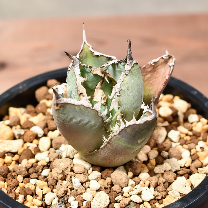 アガベ チタノタ 