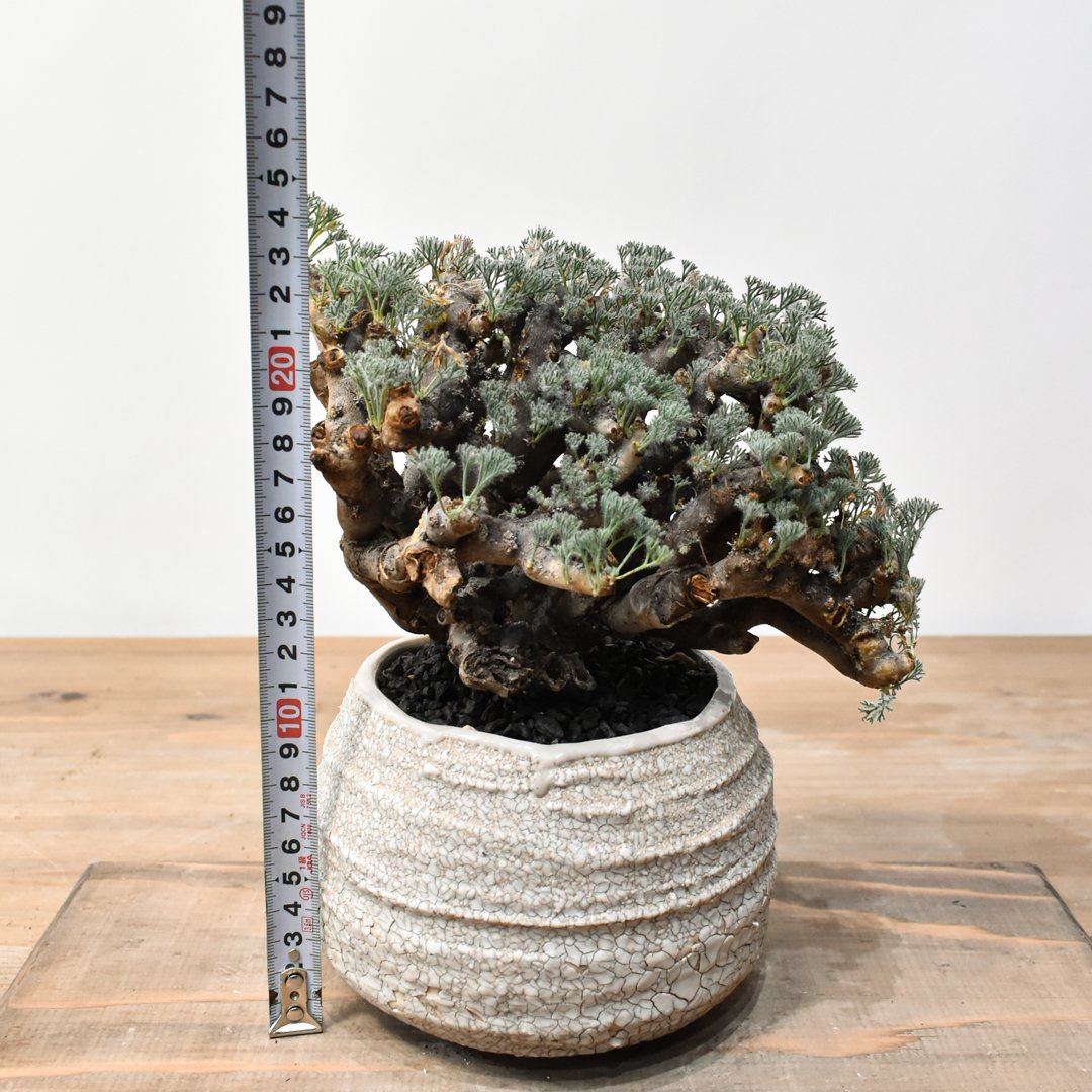 サルコカウロン ムルチフィズム RFHK25011520 | RAFLUM