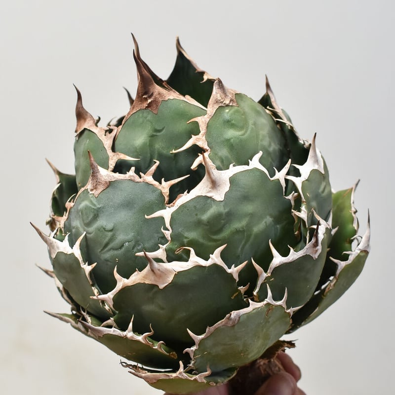 アガベ チタノタ オテロイ 