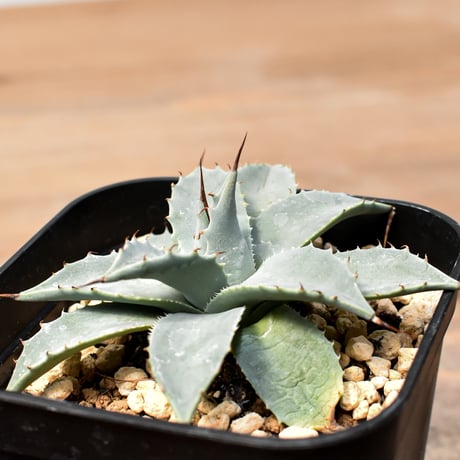 アガベ ハイブリット 日系イシスメンシス×象牙妖炎（陽炎エボリ）【台湾botanical_seeker産】RF25011374