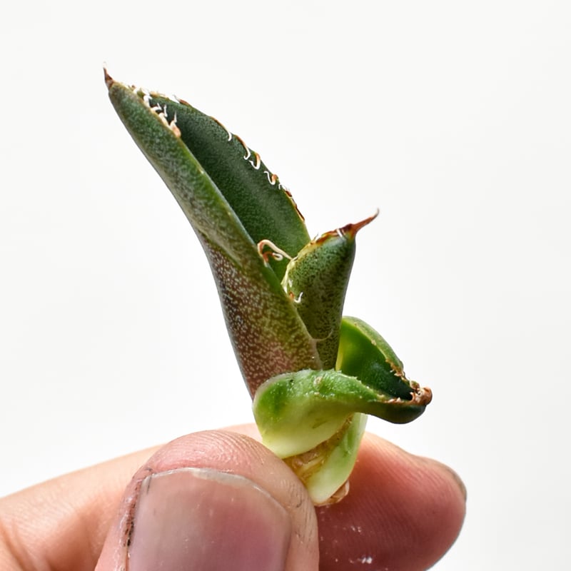 RAFLUMコレクション】アガベ チタノタ 