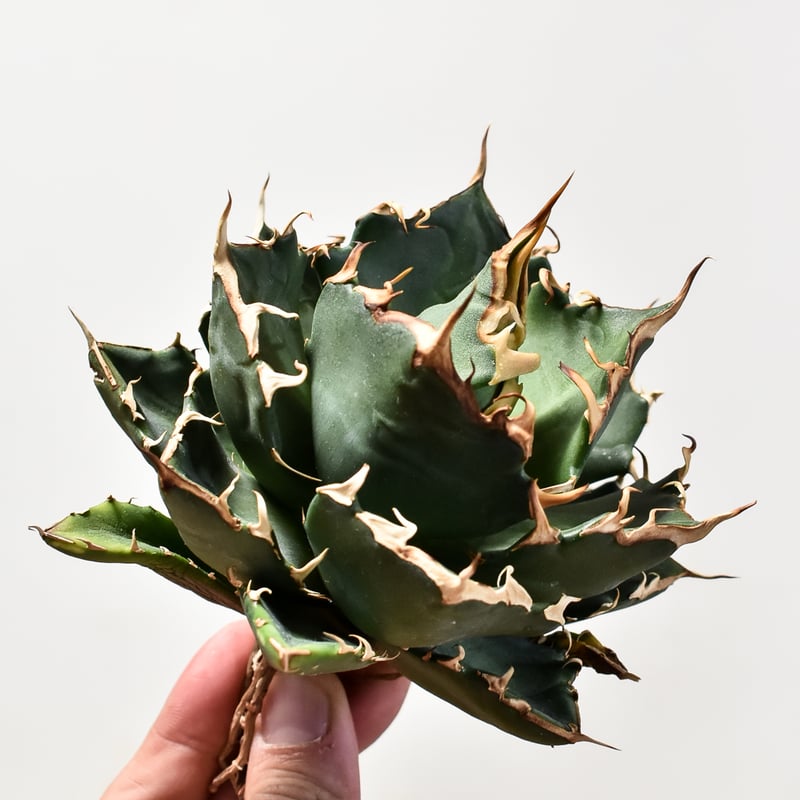 アガベ　チタノタ　GPF 001 中株 アガベ チタノタ GPF 001 中株 園芸ネット本店｜[ザ・ファームセレクト