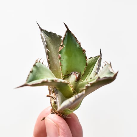 アガベ チタノタ  DENNIS040 "キングアーサー同血統"  【台湾産/抜き苗/子株】B DS2400521