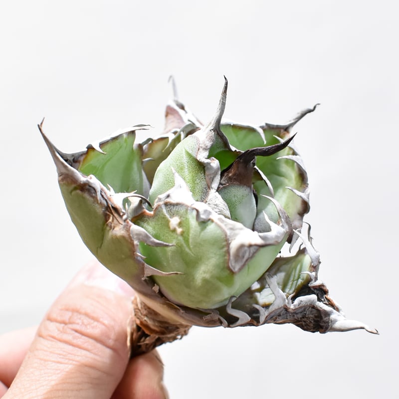 RAFLUM特選株】アガベ チタノタ ブラックアンドブルー / BB 精品藍球