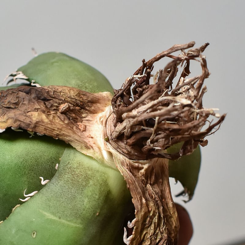 アガベ チタノタ FO-76 