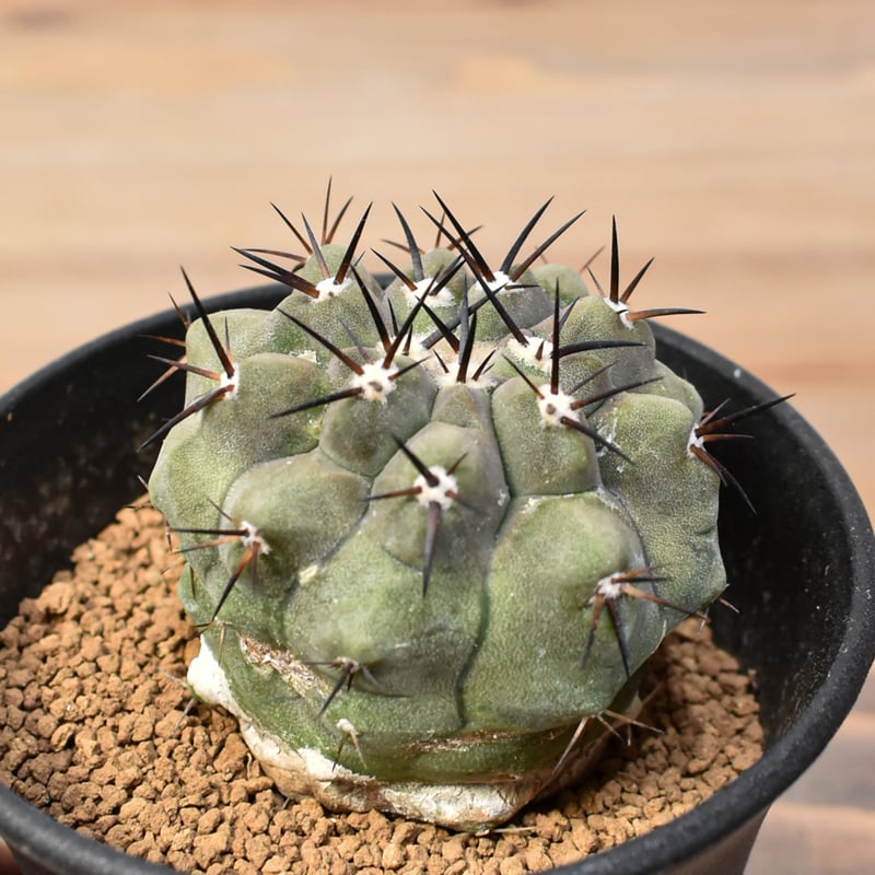 コピアポア シネレア 