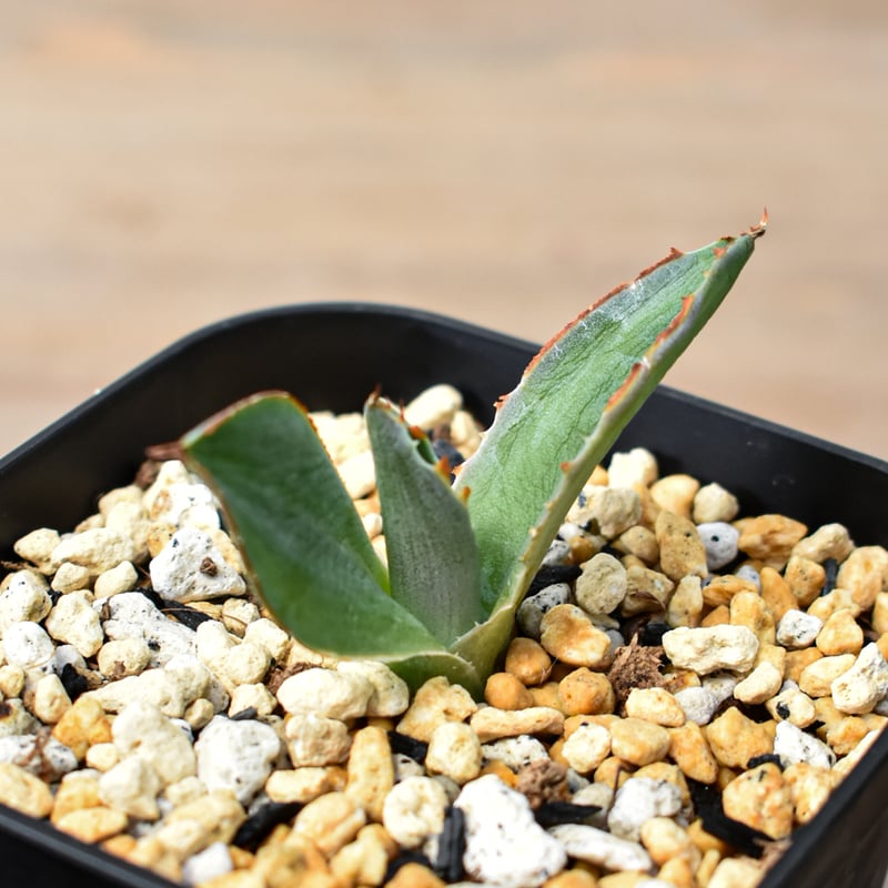 アガベ ハイブリット 