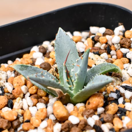 CATEGORY 妖炎X甲妖 /エボリスピナ×（イシスメンシス×ネバデンシス