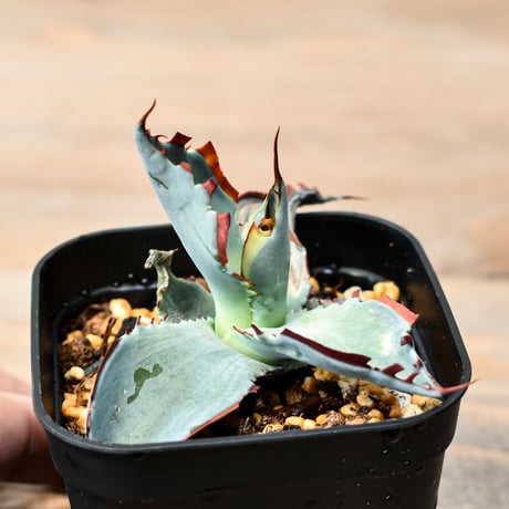 CATEGORY アガベ | RAFLUM / ラフラム｜東京、大阪の塊根植物